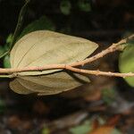 Schnella guianensis Fruit