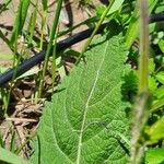 Salvia pratensis Blomst