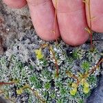 Saxifraga caesia Likasa
