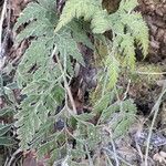 Asplenium adiantum-nigrum 葉