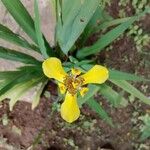 Trimezia martinicensis花