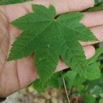 Acer circinatum Blad