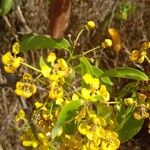 Diplopterys pubipetala 花