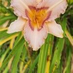 Hemerocallis minorFlower