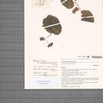 Begonia razafinjohanyi Otro