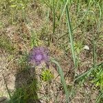 Centaurea stoebe Virág