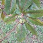 Terminalia bentzoe Leaf