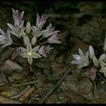 Allium atrorubens Blomma