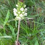 Prunella laciniata Blomma