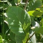 Alnus alnobetula Leaf