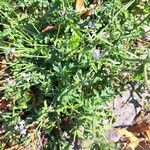 Verbena officinalis Likasa