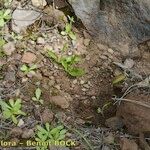 Ophioglossum azoricum Buveinė