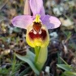 Ophrys tenthredinifera Цвят