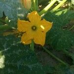 Cucurbita pepo花