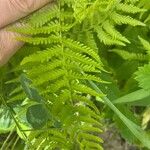 Thelypteris noveboracensis Blad