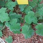 Pelargonium tomentosum Hoja