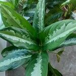 Dieffenbachia seguineLeaf