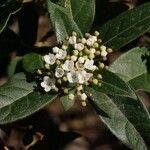 Viburnum tinusFlower