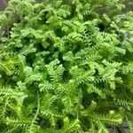 Selaginella stenophylla Лист