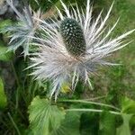 Eryngium alpinum Fruit