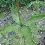 Veronicastrum sibiricum Elinympäristö