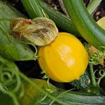 Cucurbita pepo Fruto