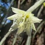 Lepismium lumbricoides Flower
