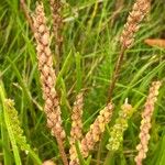 Plantago maritima Fruit