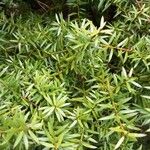 Podocarpus totara Blatt