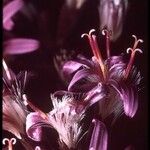Acourtia microcephala 花