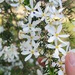 Ricinocarpos pinifolius Bloem