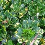 Saxifraga spathularis Leaf