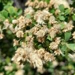 Baccharis obovata Frugt