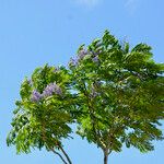 Jacaranda copaia Συνήθη χαρακτηριστικά