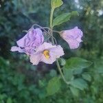 Solanum umbelliferum Květ