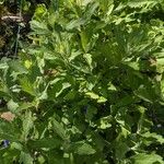 Artemisia suksdorfii Leaf