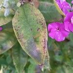 Phlox drummondii Hostoa