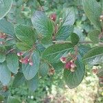 Cotoneaster acutifolius Leaf