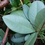 Badula decumbens Hoja