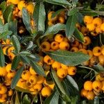 Pyracantha angustifolia Ffrwyth