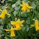 Narcissus cyclamineus Květ