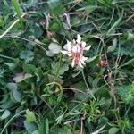 Trifolium pallescens 花