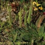 Plantago serraria Habitus