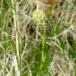 Carex caryophyllea Φύλλο