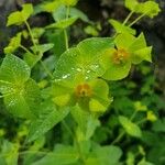 Euphorbia dulcis Flors