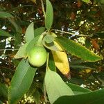 Umbellularia californica Fruit