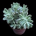 Sedum pachyphyllum Liść