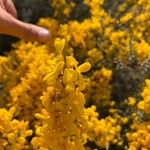 Cytisus galianoi Floare