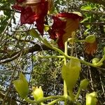 Kigelia africana Flower