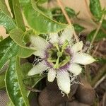 Passiflora edulisFlower